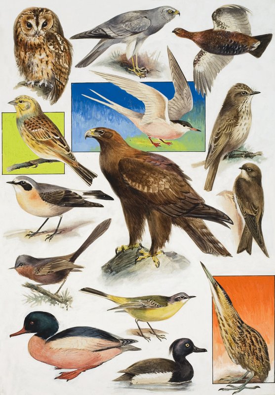 Die Vögel Britanniens von English School