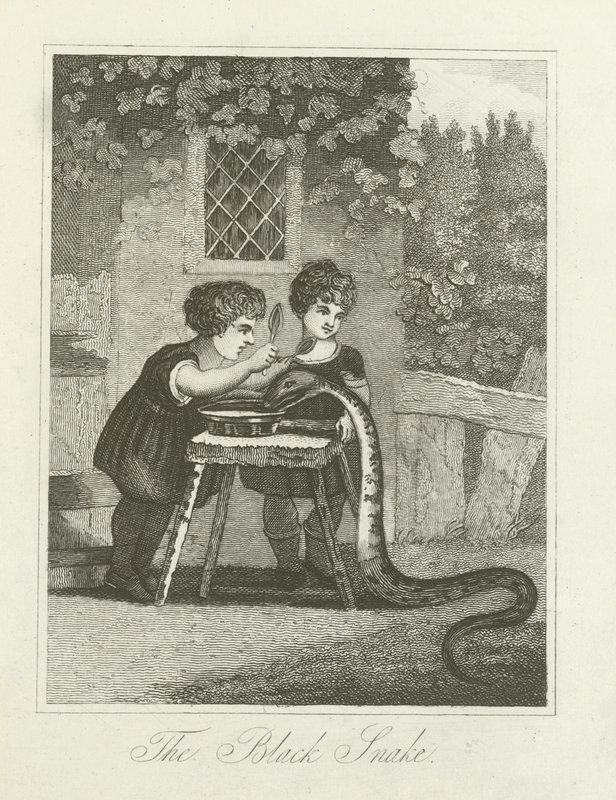Die schwarze Schlange von English School