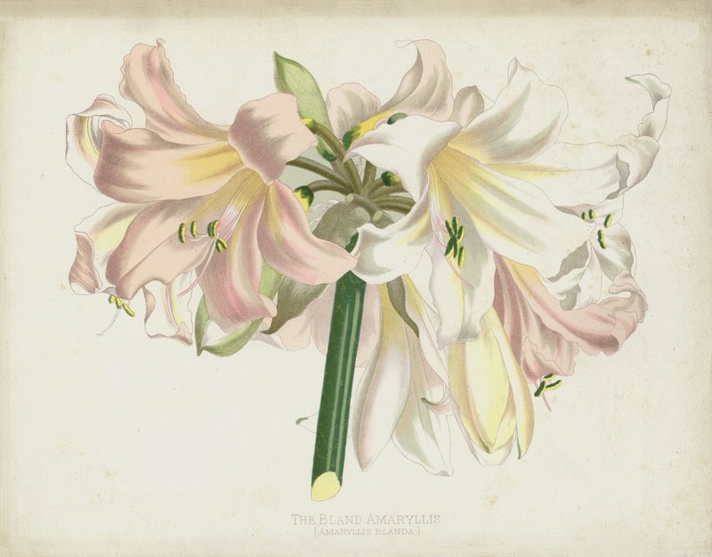 Die Milde Amaryllis, Amaryllis Blanda von English School