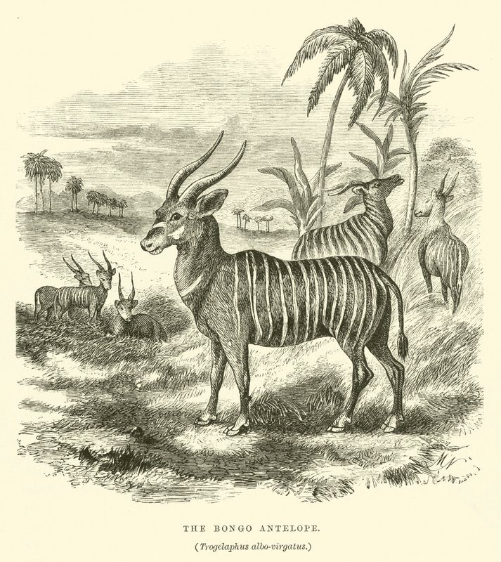 Der Bongo-Antilope, Trogelaphus albo-virgatus (Gravur) von English School