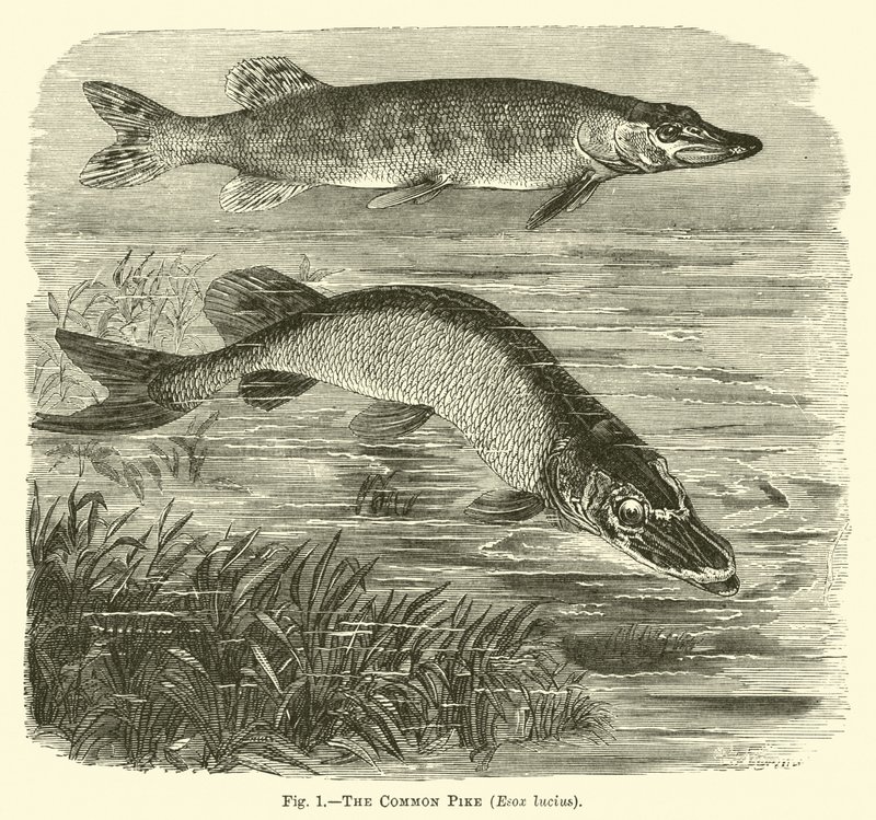 Der Hecht, Esox lucius von English School