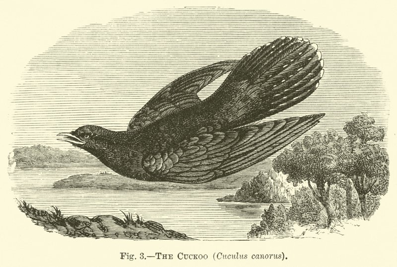 Der Kuckuck, Cuculus canorus von English School