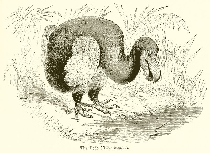 Der Dodo (Didus Ineptus) von English School
