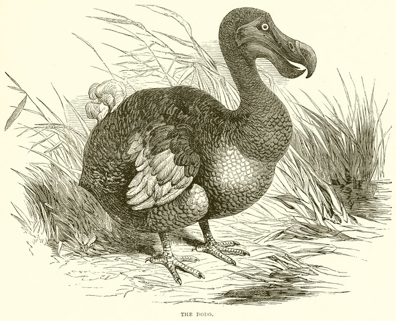 Der Dodo von English School