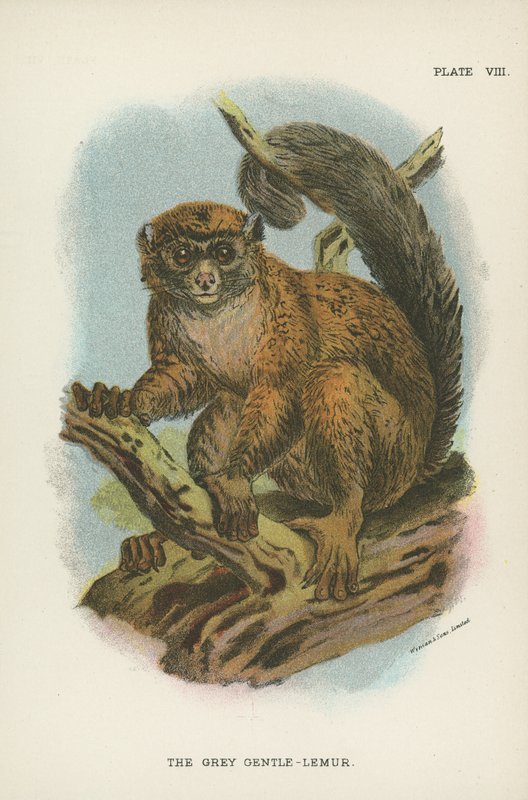 Der Graue Sanftlemur von English School
