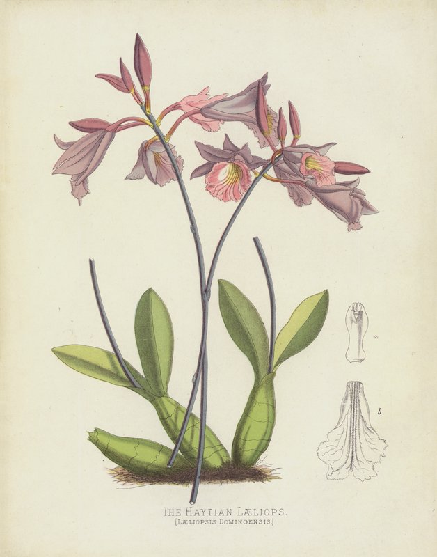 Die Haitische Laeliops, Laeliopsis Domingensis von English School