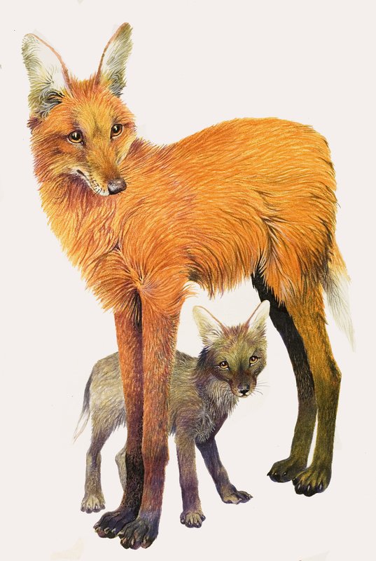 Der Mähnenwolf, gefunden in Südamerika von English School