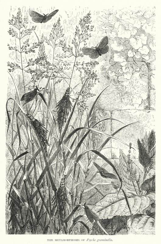 Die Metamorphosen von Psyche graminella von English School