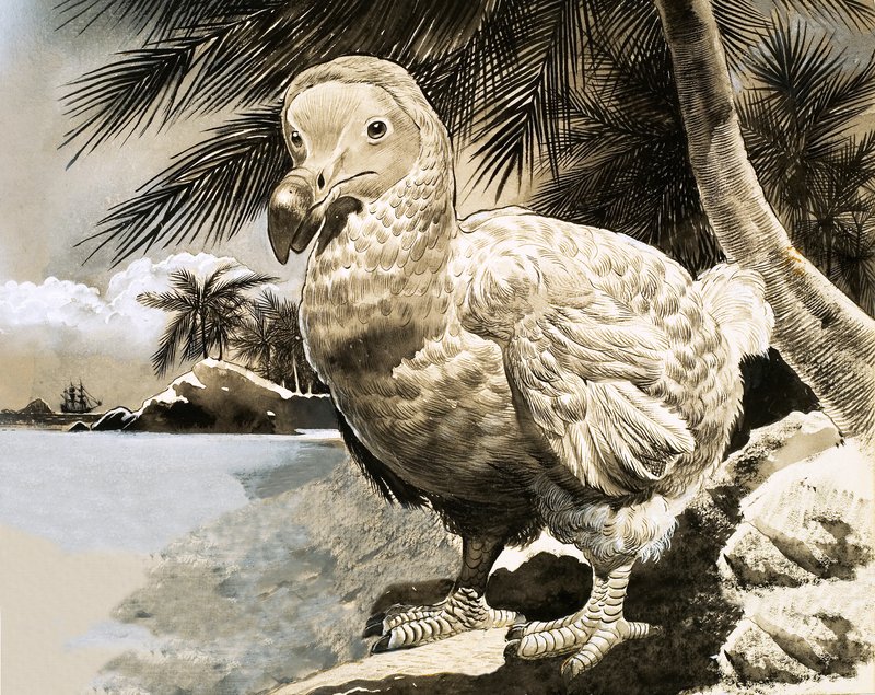 Der geheimnisvolle Vogel von Mauritius (Der Dodo) von English School