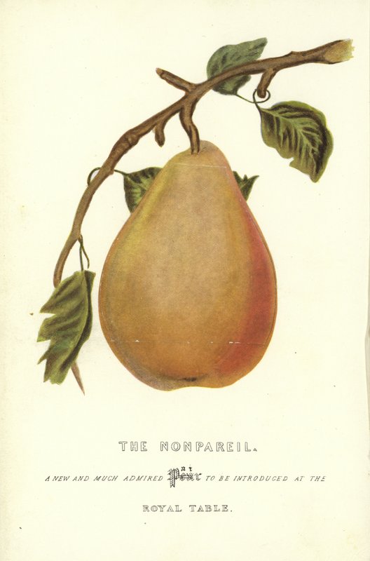 Der Nonpareil von English School