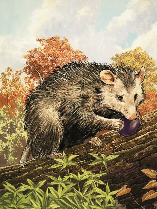 Das Opossum von English School