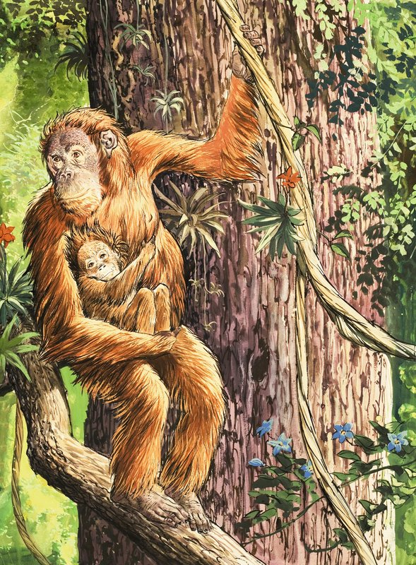 Der Orang-Utan von English School