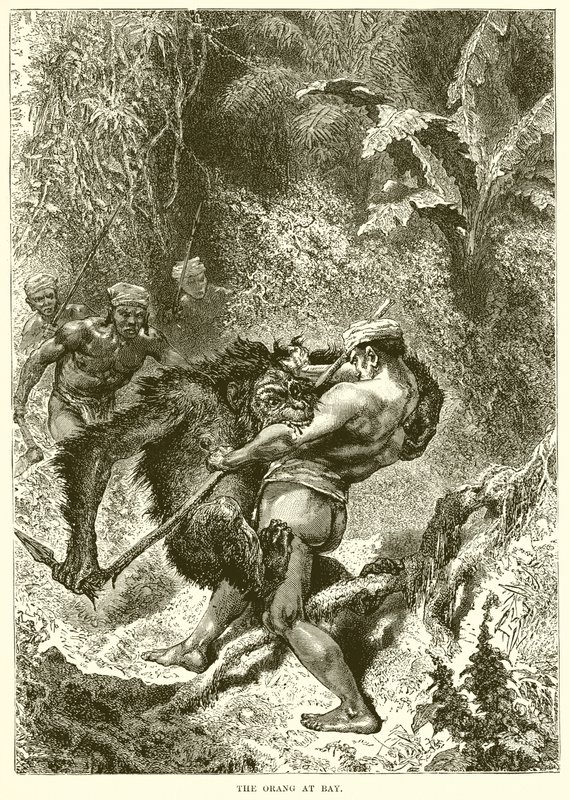 Der Orang-Utan in der Enge von English School