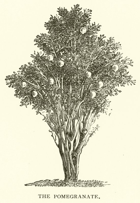 Der Granatapfel von English School