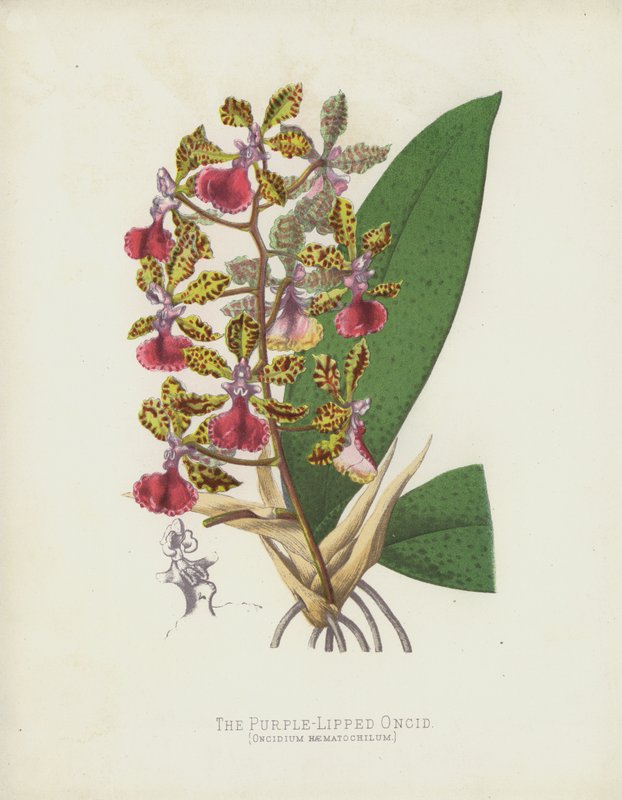 Der Purpurlippige Oncid, Oncidium Haematochilum von English School