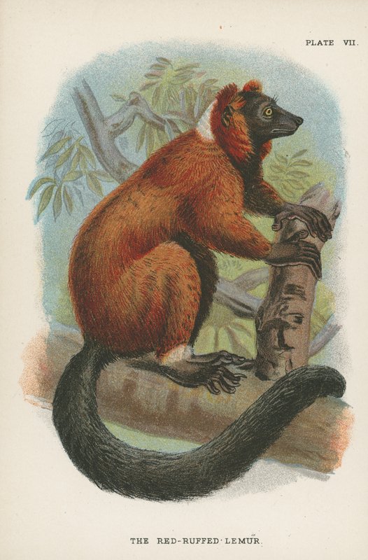 Der Rotkragenlemur von English School