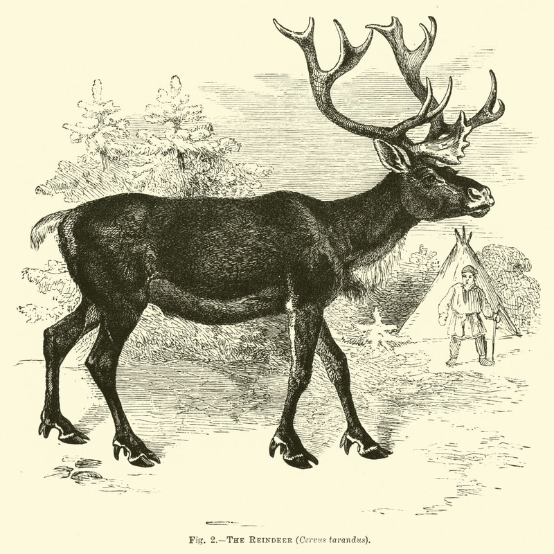 Das Rentier, Cervus tarandus von English School