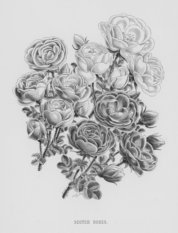 Der Rosengarten: Schottische Rosen von English School