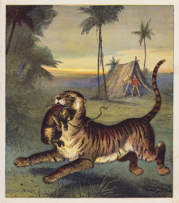 Das Tigerjunge von English School