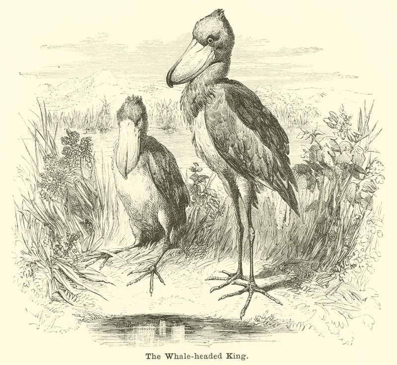 Der Wal-König von English School