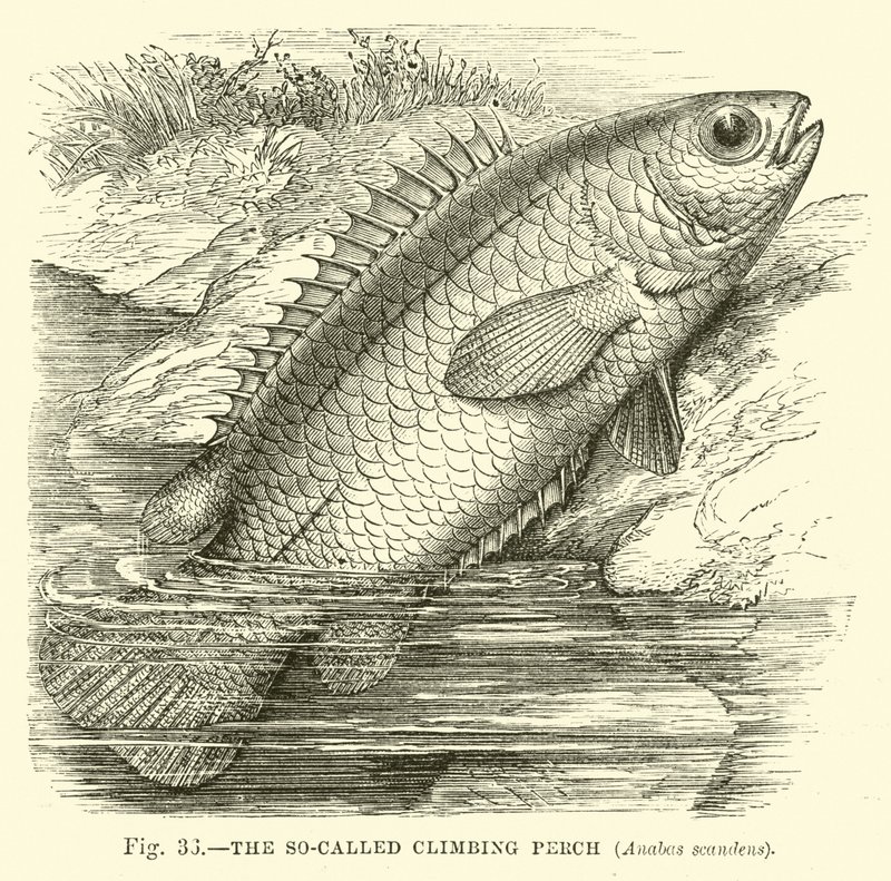 Der sogenannte Kletterfisch, Anabas scandens von English School
