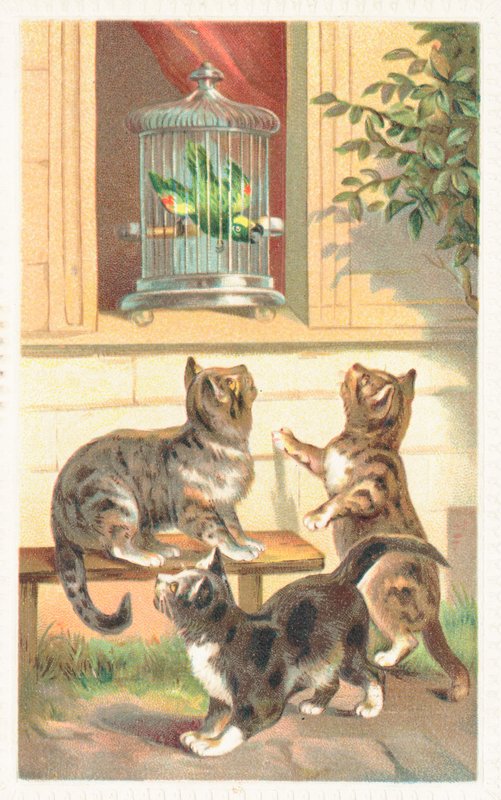 Drei Katzen sitzen unter einem Fenster von English School
