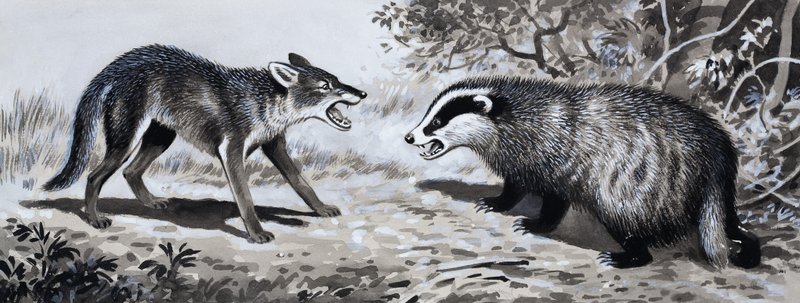 Zahn und Klaue: Tiere im Kampf von English School