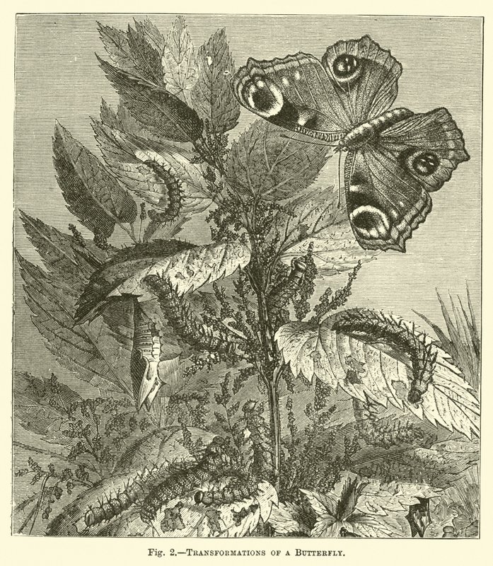 Verwandlungen eines Schmetterlings von English School