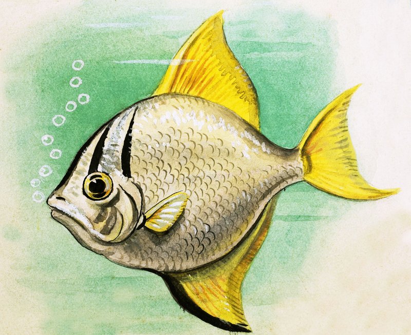 Unidentifizierter Fisch von English School