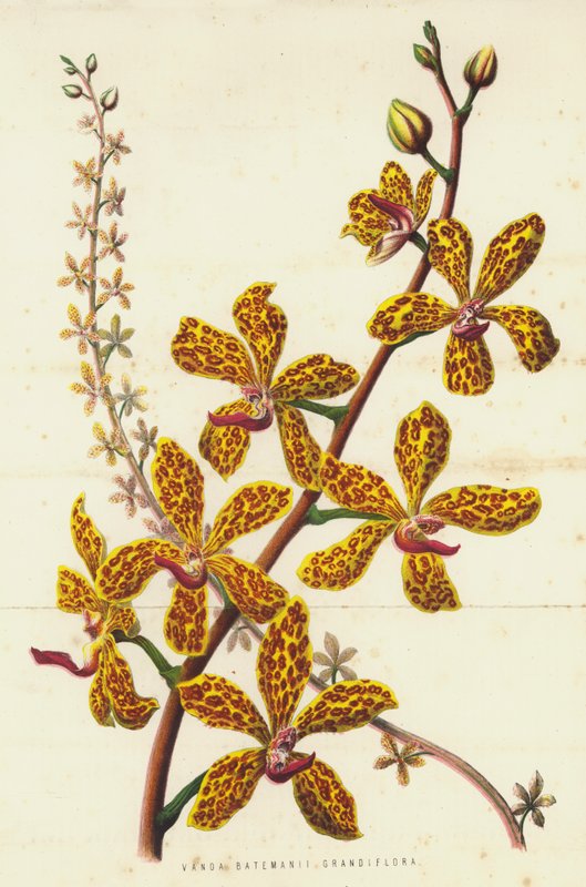 Vanda Batemanii Grandiflora von English School