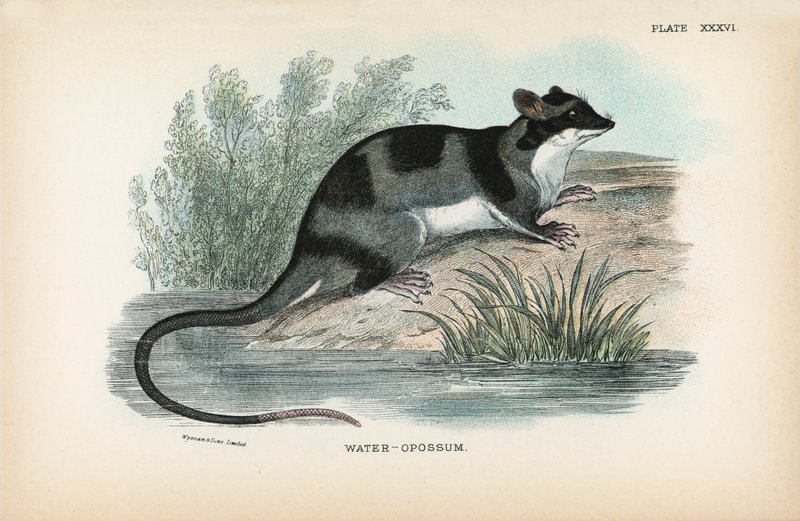 Wasser-Opossum von English School