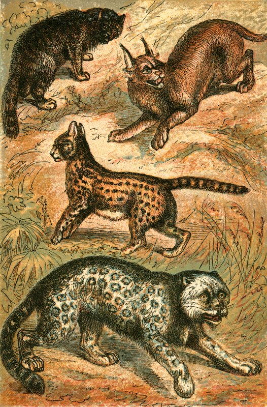 Wildkatze, Serval, Schneeleopard und Karakal von English School
