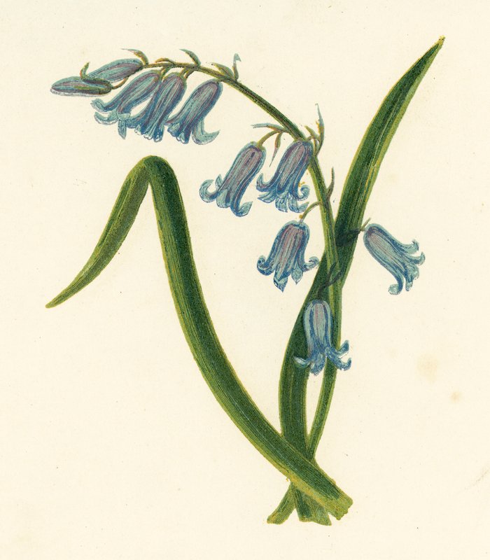 Wilde Hyazinthe, Hyacinthus Non-scriptus von English School