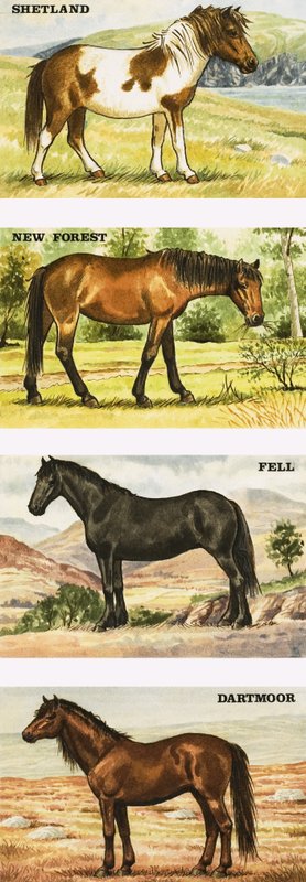Wildponys von Großbritannien von English School