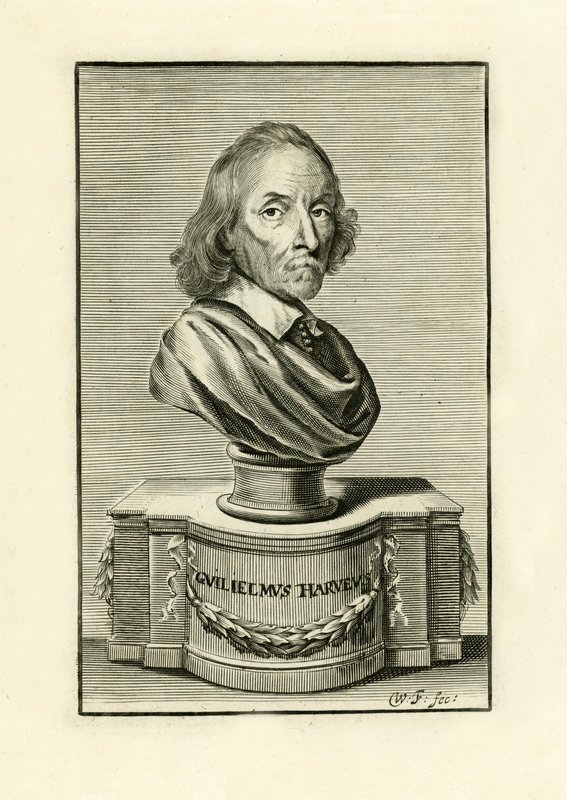 William Harvey von English School