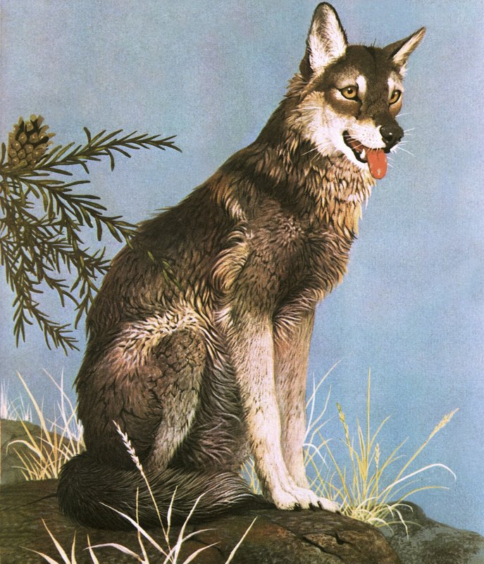 Wolf von English School