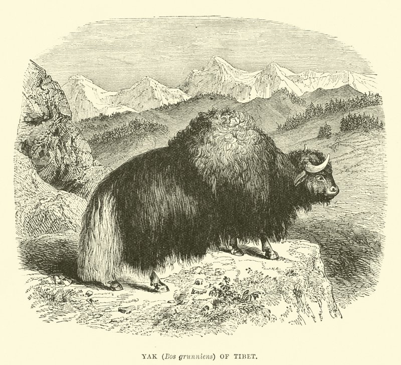 Yak (Bos grunniens) von Tibet von English School