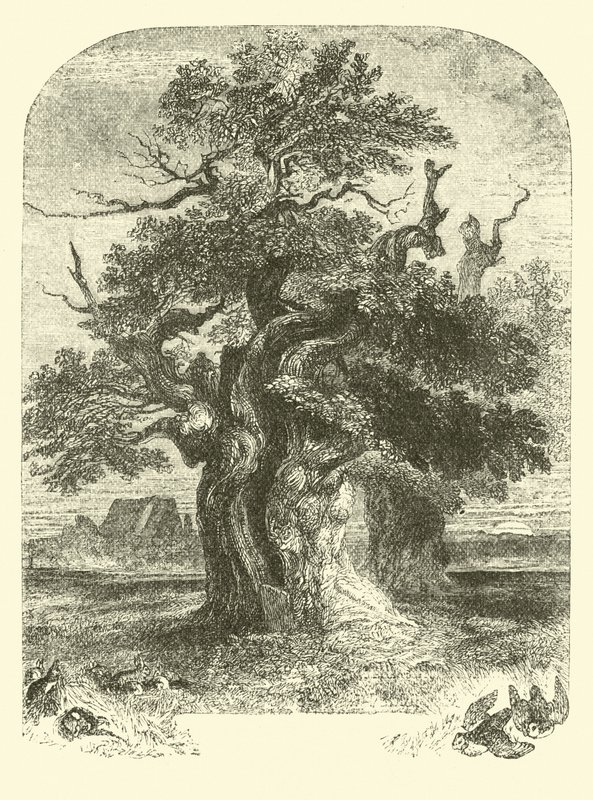 Yardley-Eiche von English School