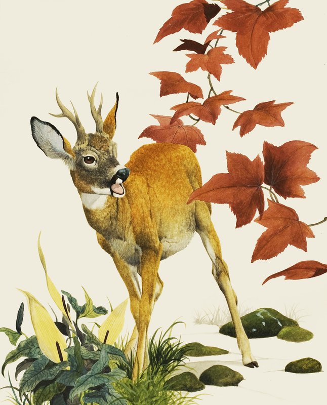 Junger Damhirsch von English School