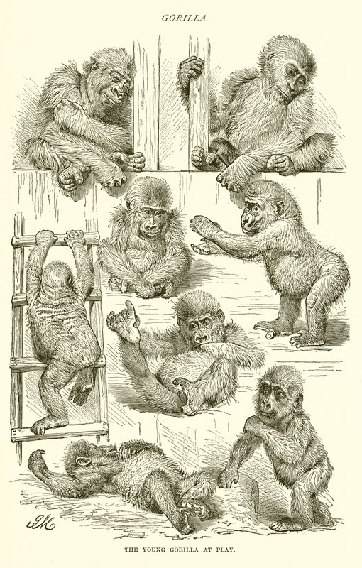 Junger Gorilla beim Spielen von English School
