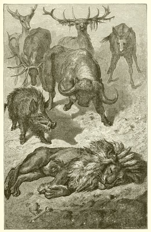 Der alte Löwe von Ernest Henry Griset