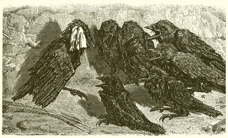 Der eitle Dohle von Ernest Henry Griset