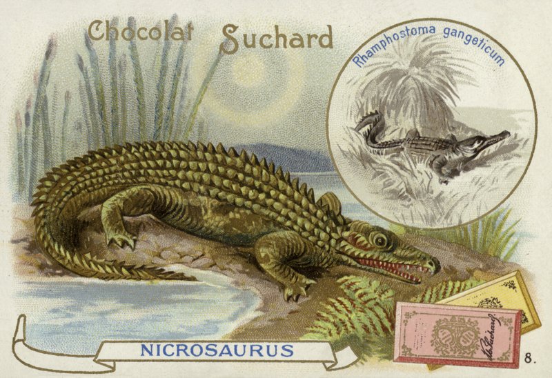 Nicrosaurus und Krokodil von European School