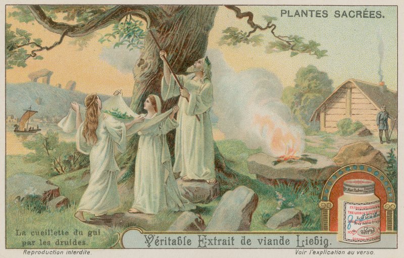 Alte Druiden sammeln Misteln von European School