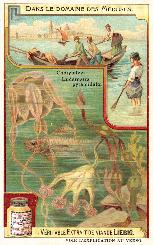 Charybdis und Pyramidal Lucernia von European School