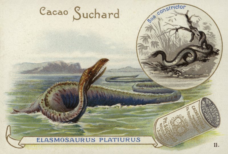 Elasmosaurus und Boa Constrictor von European School