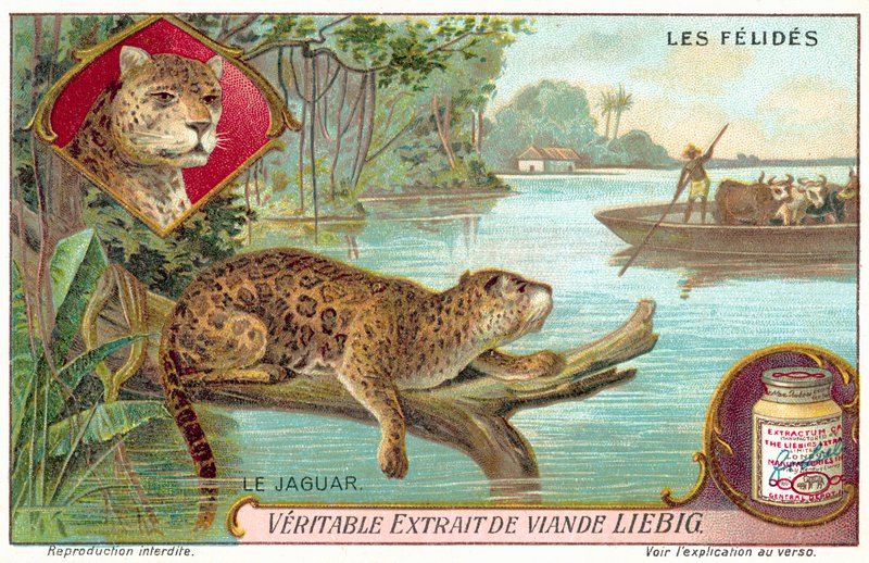 Jaguar von European School