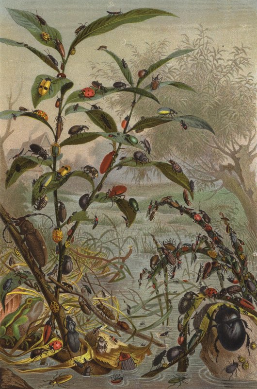 Käfer in Wassernot von European School