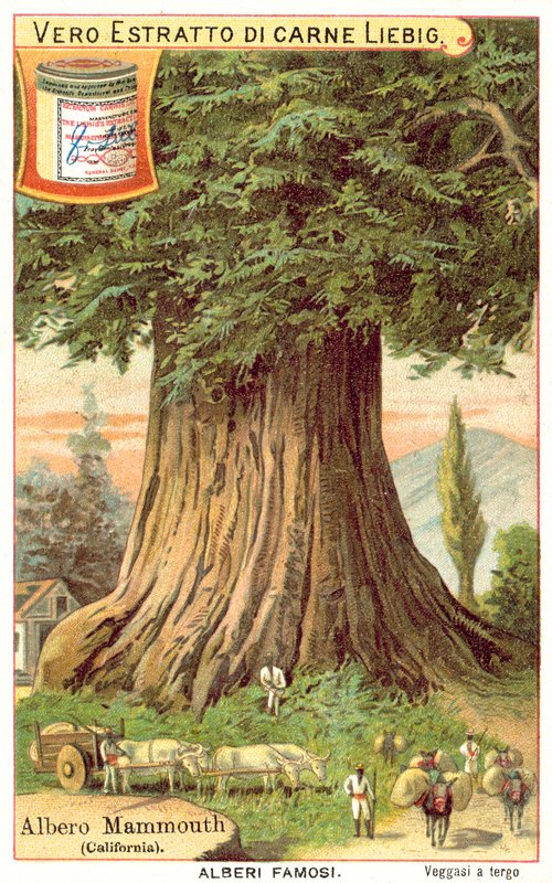 Mammutbaum, Kalifornien (Chromolithografie) von European School