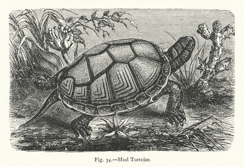 Schlammschildkröte von European School